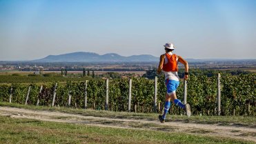 Běh mezi vinicemi a v pozadí Pálava
Odpolední běh z Ivančic kolem řeky Jihlava a vinic do Dolních Kounic a návrat zpět přes Moravské Bránice.